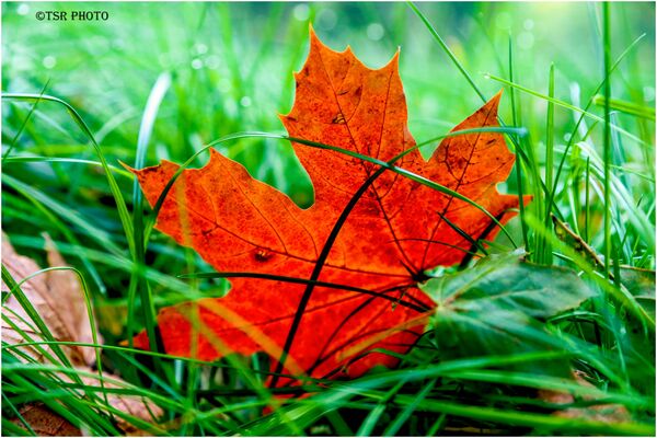 Image for the poem The Adventures of a Leaf