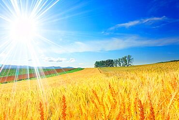 Image for the poem Souvenirs Of A Summer Field