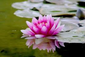 Image for the poem Lotus