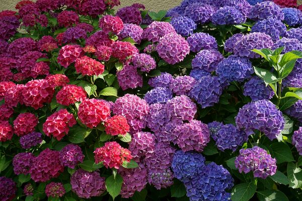 Image for the poem Hydrangeas