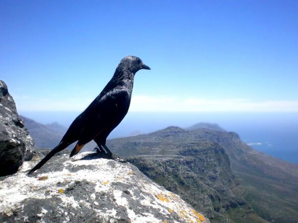 Image for the poem The Pensive BIrd Of The Mountain