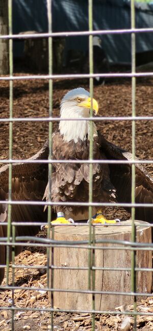 Image for the poem Caged Freedom 