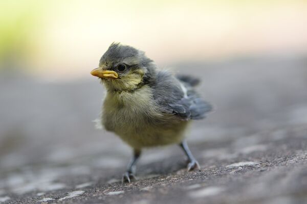 Image for the poem The Bird Who Was Afraid To Fly To High