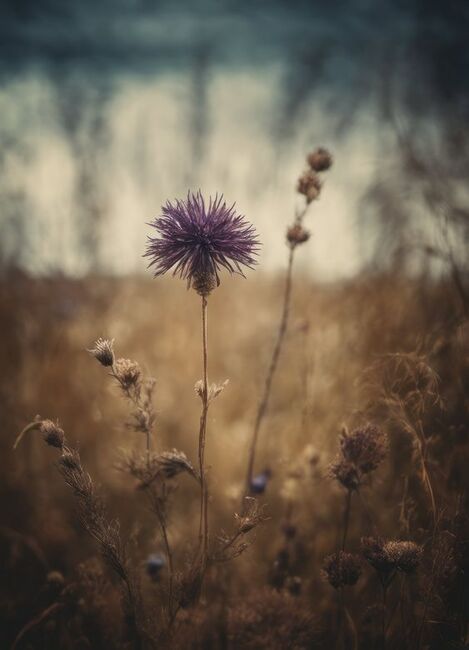 Image for the poem honesty