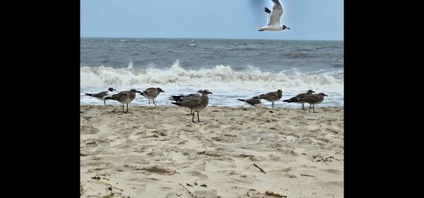 Image for the poem The Beach 