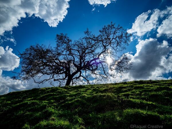 Image for the poem The Old Oak Tree On The Yonder Hill