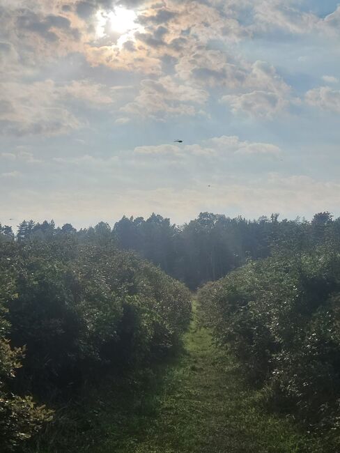 Image for the poem Blueberry Field of Dragonflies 