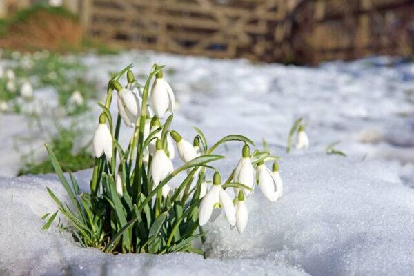 Image for the poem Snowdrop