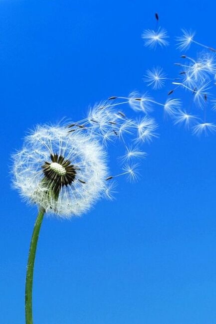 Image for the poem Dandelion