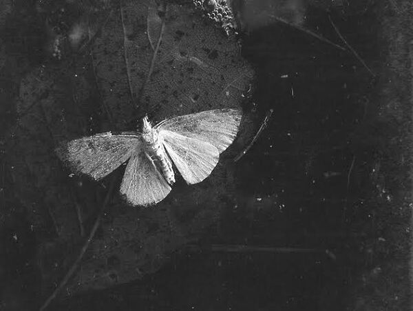 Image for the poem Dead Butterfly