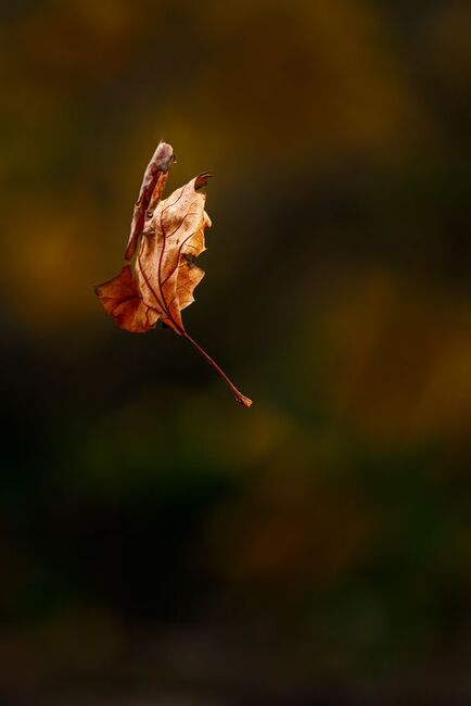 Image for the poem Fallen Leaf