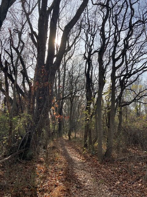 Image for the poem Black Tree Forest