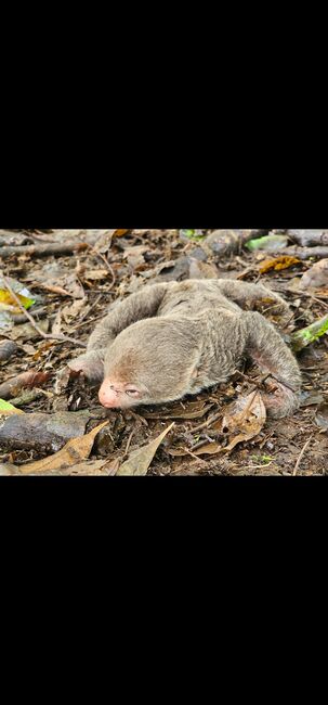 Image for the poem Baby Sloth