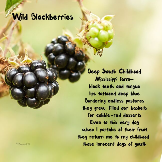 Wild Blackberries