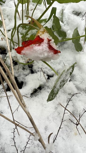 Image for the poem Nasturtiums in light snow 