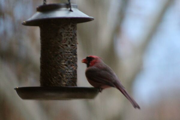 Image for the poem Bird on a Barren Feeder