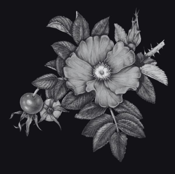 Image for the poem Rosa Rugosa