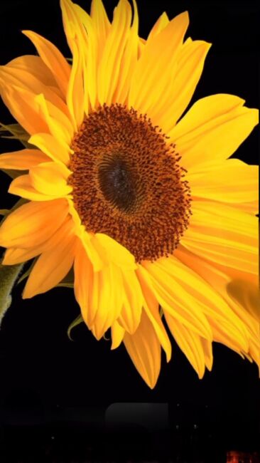 Image for the poem Sunflowers 