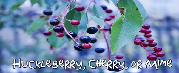 Image for the poem Huckleberry, Cherry, or Mime