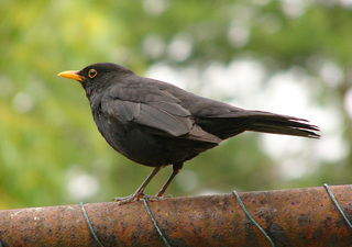 Image for the poem Blackbird  