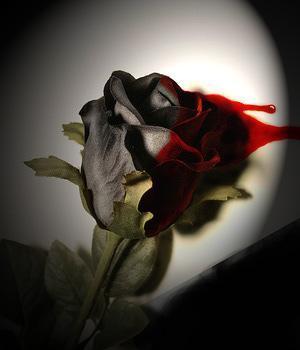 Image for the poem The Blackest Rose