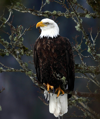 Image for the poem The Eagle