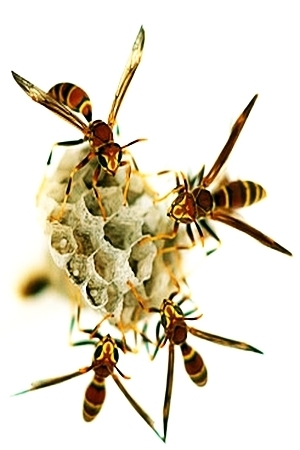 Image for the poem    < the paper wasps >