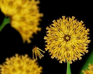 Image for the poem dandelion child