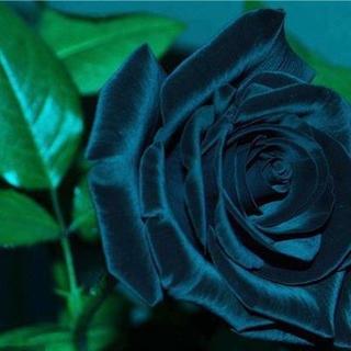 Image for the poem Black Rose of Despair (it's about an addiction)