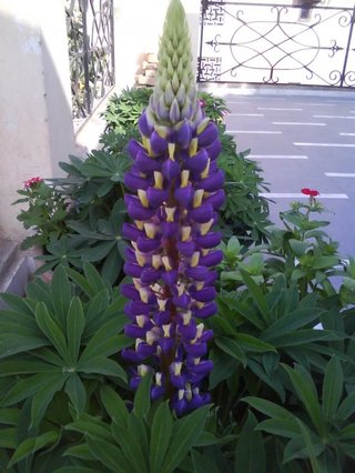 Image for the poem The Lupins Corner