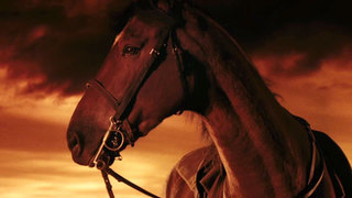 Image for the poem Warhorse