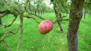 Image for the poem "Black Orchard And The Things I Saw Before The Fire"