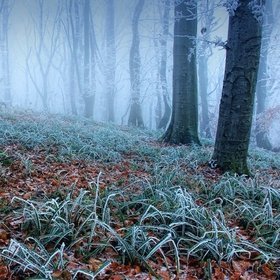 Image for the poem Frosted Morning 