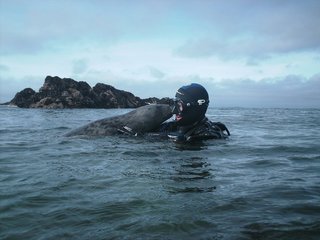 Image for the poem The Anglesey Diver