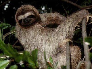 Image for the poem Sloth