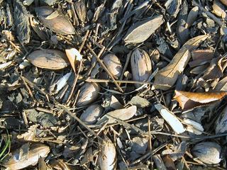 Image for the poem gathering pecans