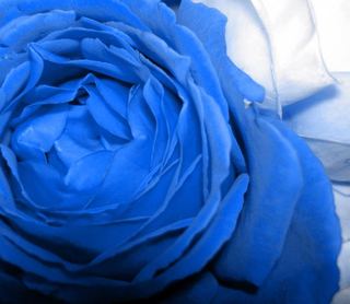 Image for the poem one blue rose