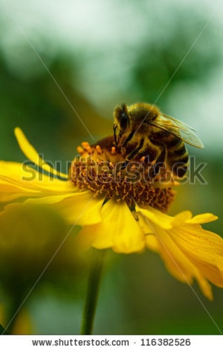 Image for the poem HONEY BEE