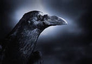 Image for the poem BLACK CROW