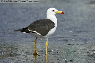 Image for the poem The Socratic Seagull