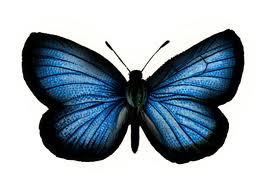 Image for the poem Butterfly