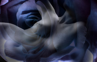 Image for the poem * Blue Denim Rose *