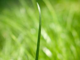 Image for the poem A Single Blade Of Grass