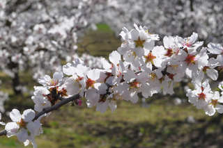 Image for the poem Spring