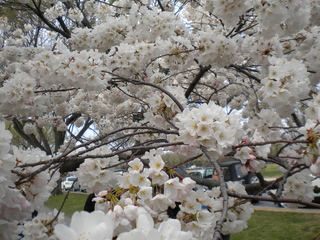 Image for the poem Cherry Blossoms