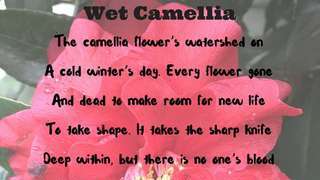 Wet Camelia - Visual Poem