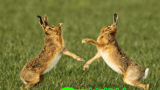 Hares