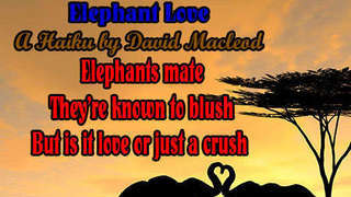 Elephant love