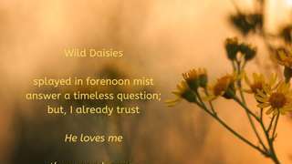 Wild Daisies 