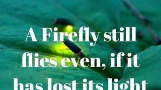 Firefly fire 